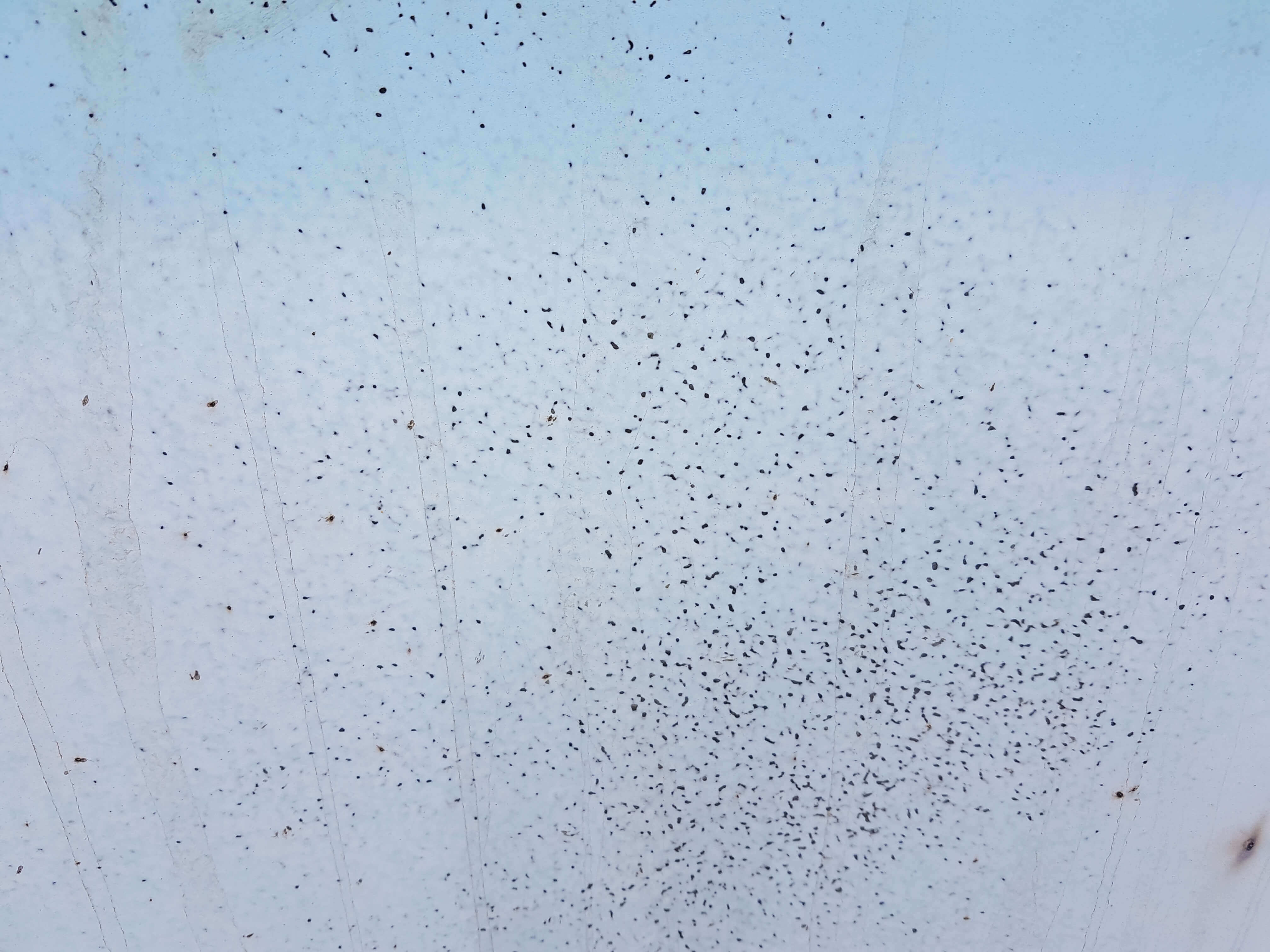 I have Black spots, Bubbles & Osmosis in my Fibreglass swimming pool!